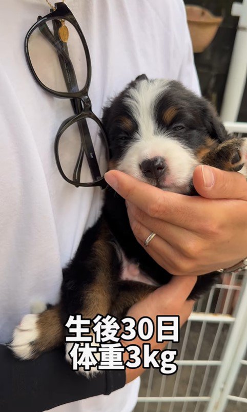 ダンボくんの成長2