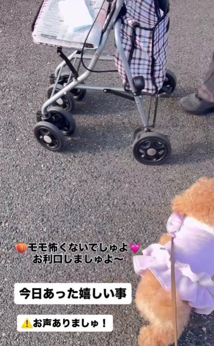 犬が苦手なおばあちゃんに遭遇