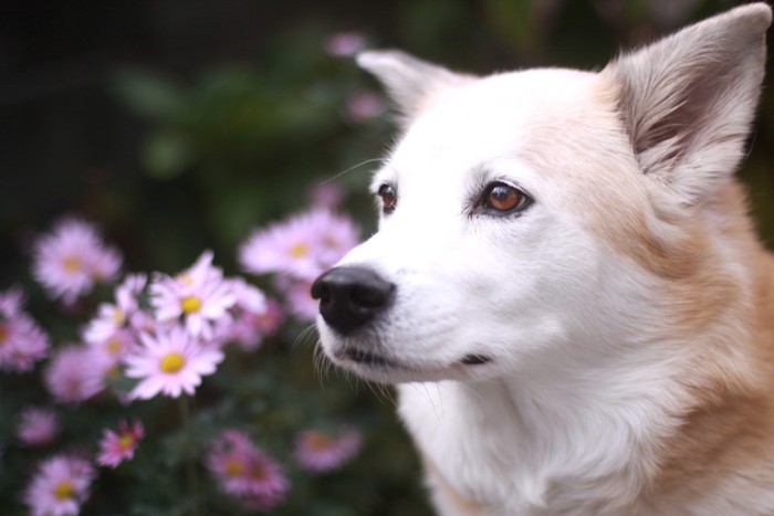 どこかを見つめる犬