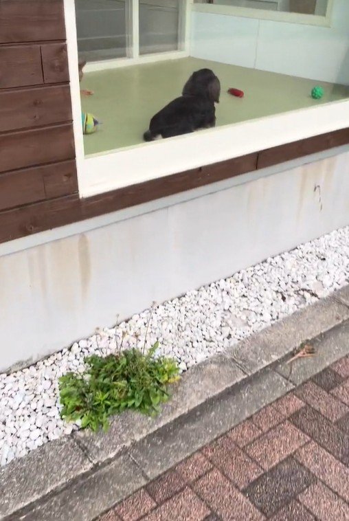 ママがお迎えに来た時のコロンちゃん