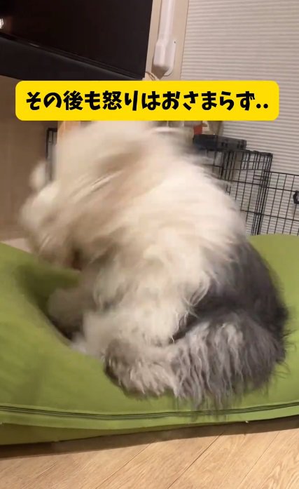 ヘドバンし続けるテアちゃん