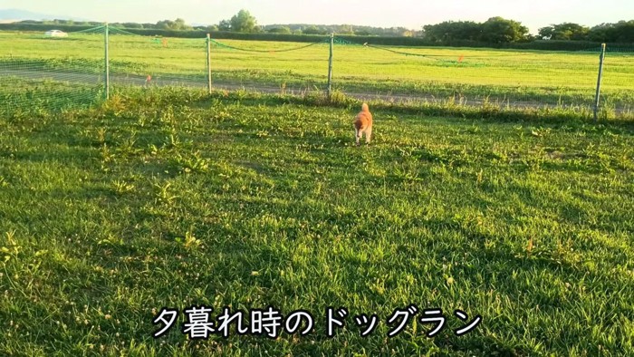 元気いっぱいなわんこに！！