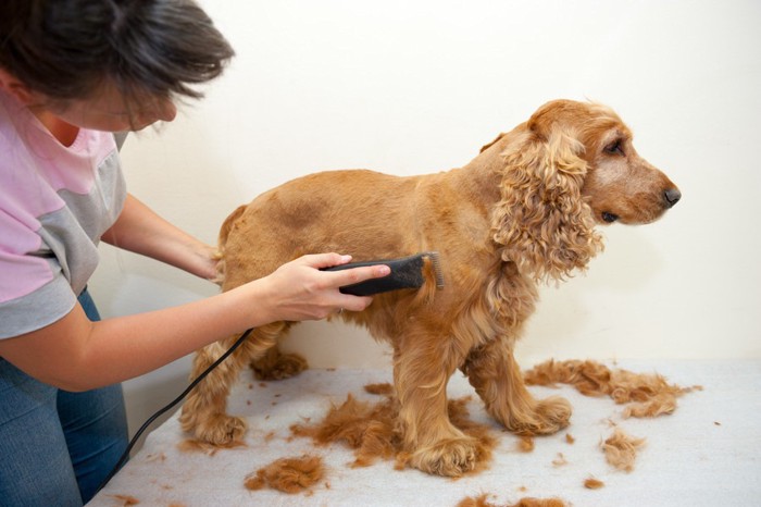 カット中の犬