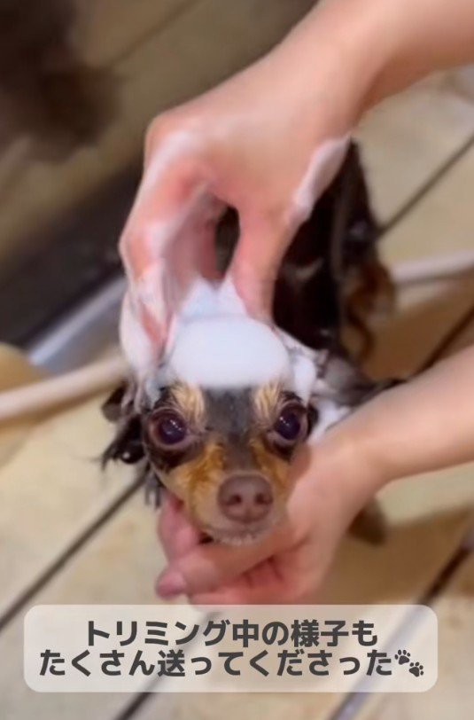 シャンプー中も愛が止まらない