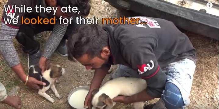 ミルクを飲む子犬達