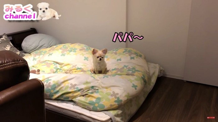 眠そうなみるくちゃん3