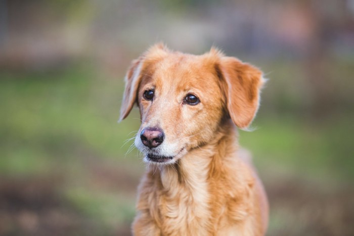 シニア犬