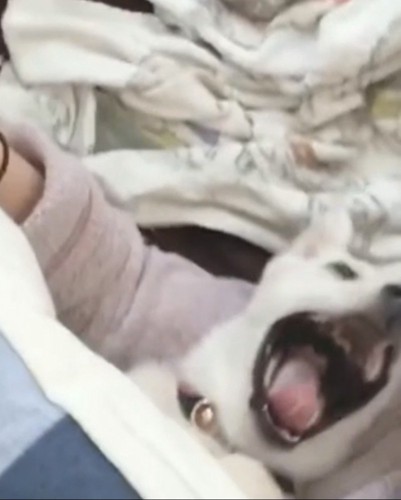 あくびする犬