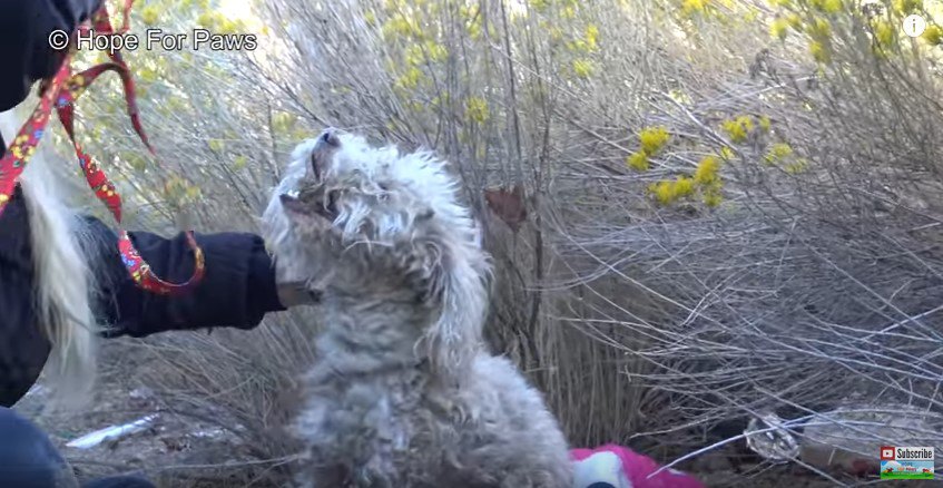 犬をつかんだ女性