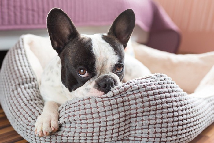 犬用ベッドで眠る犬