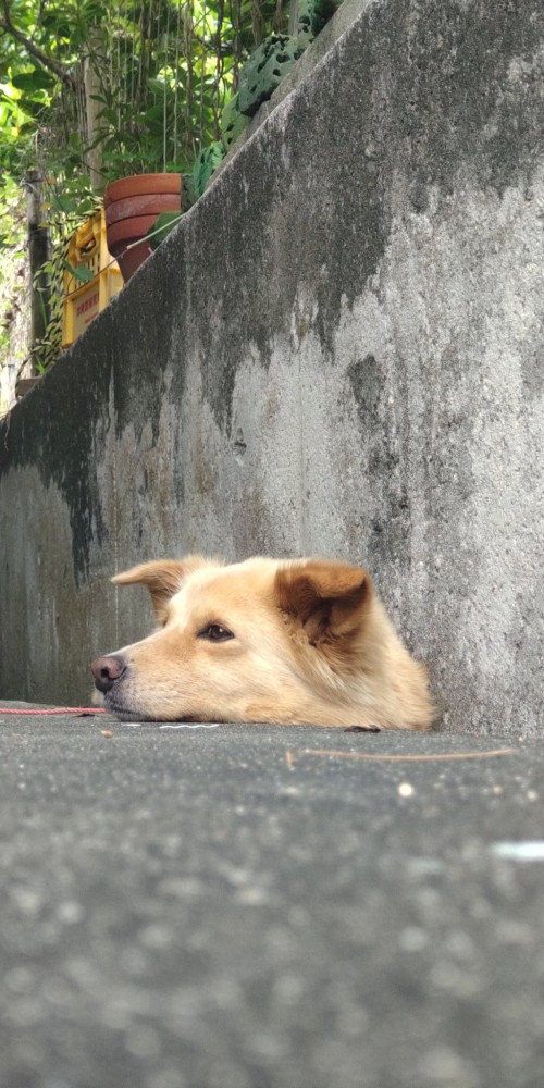 可愛い