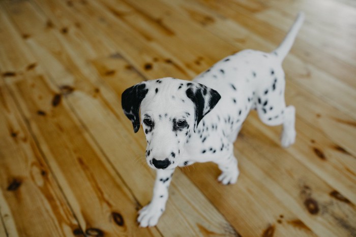 フローリングを歩く犬