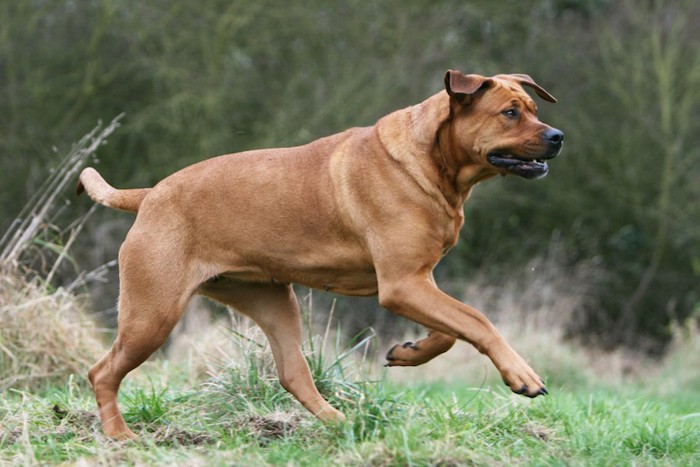 力強く走る土佐犬