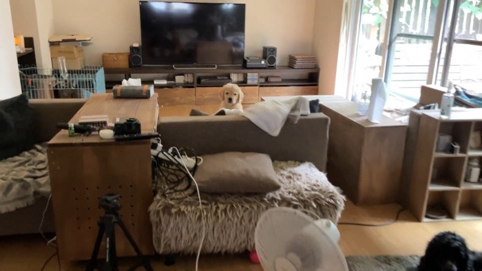 ふとソファを見たら…