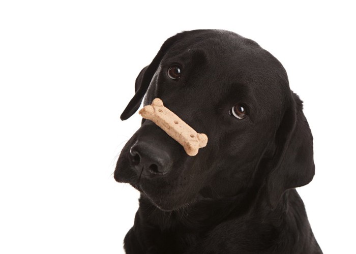 おやつを鼻の上に乗せる犬