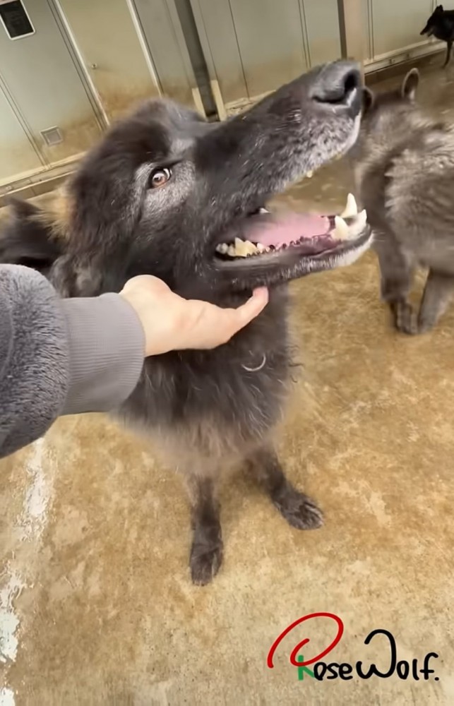 笑顔で撫でてもらう犬
