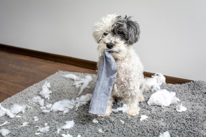 靴下をくわえた白黒の犬