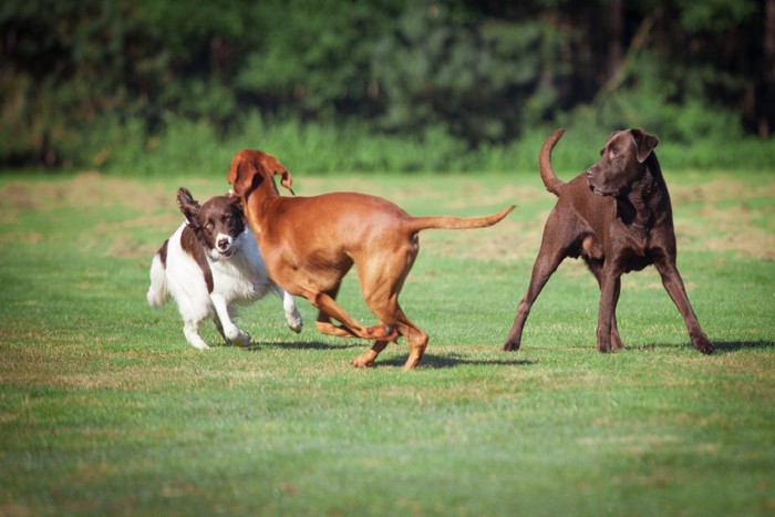 遊ぶ3頭の犬