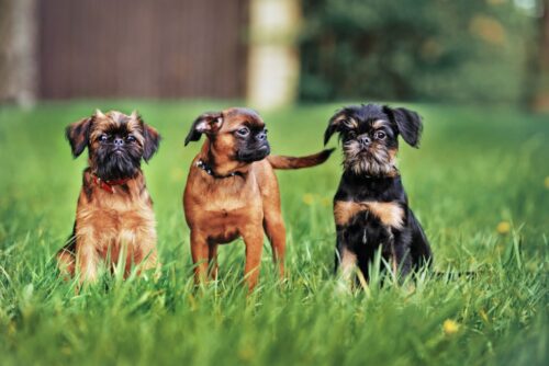 3匹のベルジアン・グリフォンの子犬
