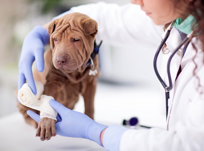 足に包帯を巻かれる犬