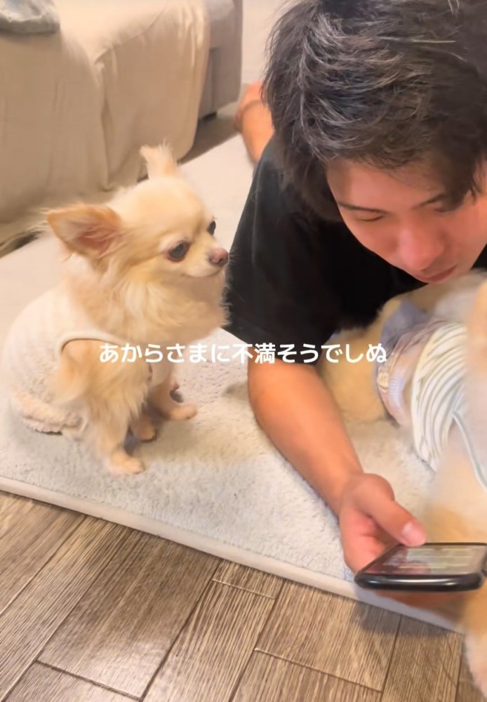不満そうな犬