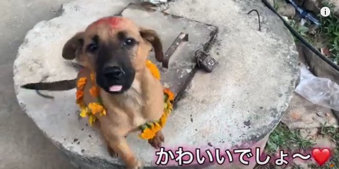 首飾りをする子犬