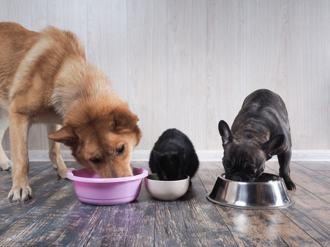 餌を食べる3匹の犬