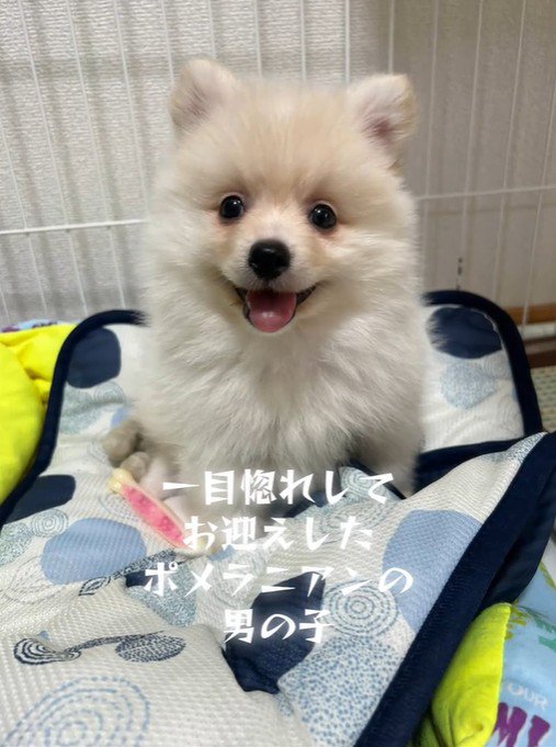 ラテくんのビフォーアフター