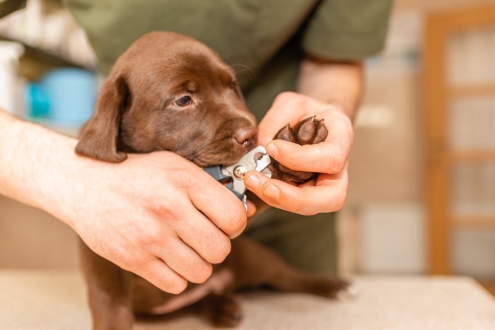 子犬の爪切り