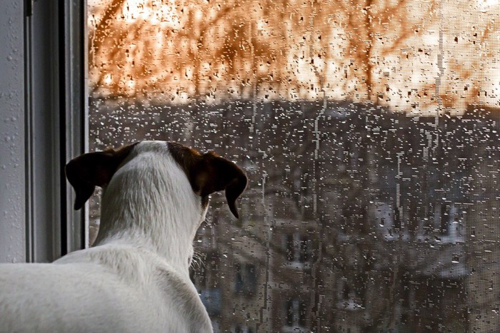 雨の日に窓から外を見る犬の後ろ姿