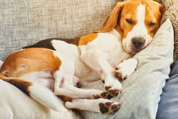 ソファーの上でウトウトする犬