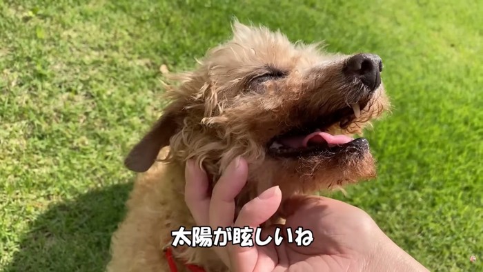 一生懸命生きた幸ちゃん