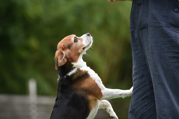 足に手をかけて立ち上がる犬