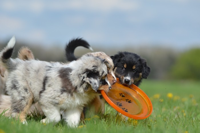 じゃれる犬達