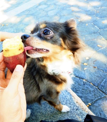 大好きなお芋をパクリ