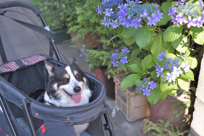 バギーに乗っている犬