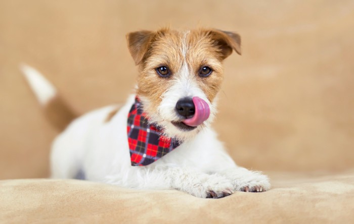 自分の口元を舌で舐めながら正面を見つめる犬