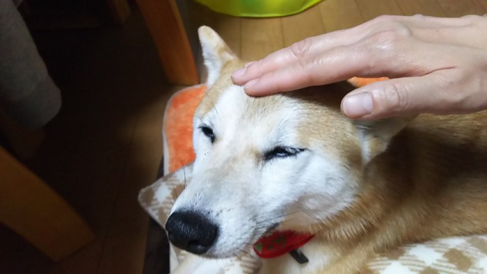 頭をなでられる柴犬