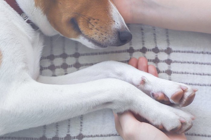 横になっている犬の前足と頭に触れる女性の手