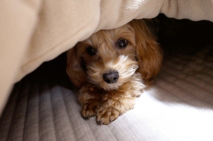 こたつの中から顔をのぞかせる犬