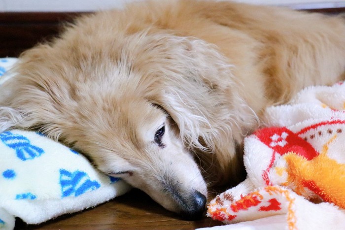 ぐったりした老犬