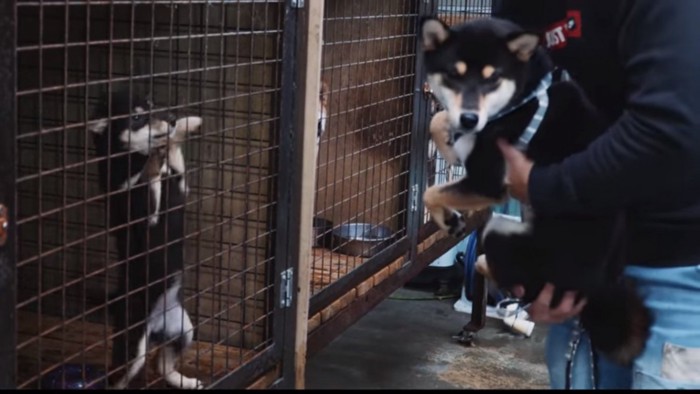 子犬に興味がないヒナタちゃん