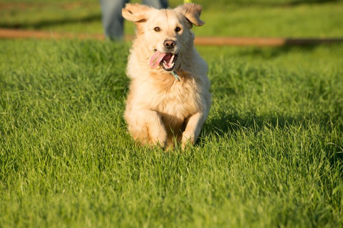 走る犬