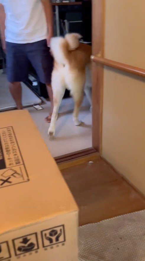 家の中へ歩いて行く犬