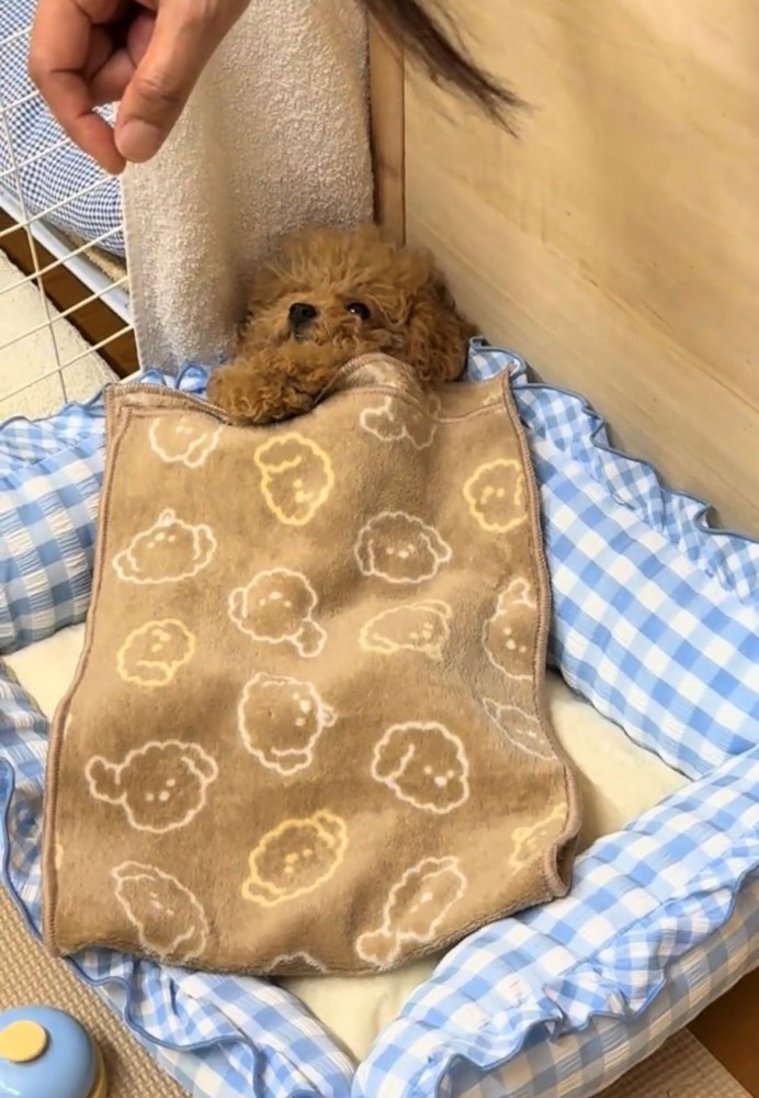 前足をそろえて布団に入っている犬