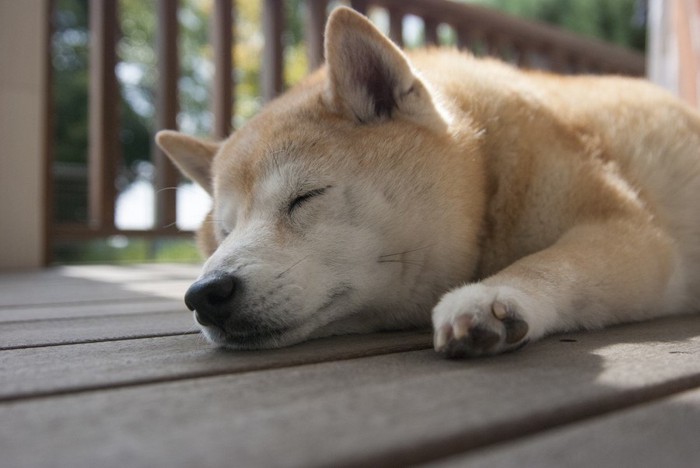 ウッドデッキで眠る柴犬