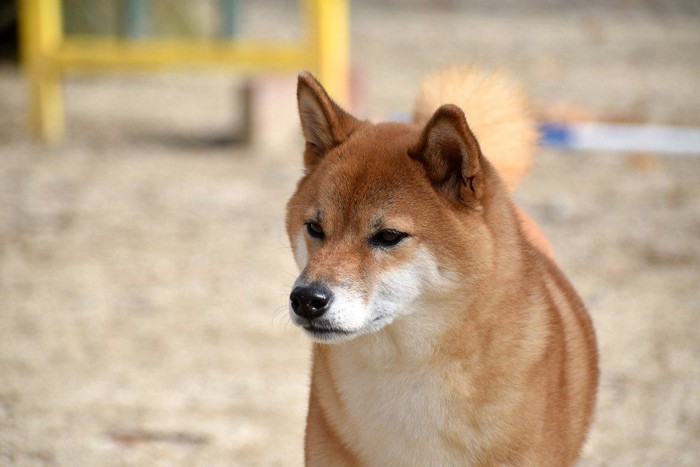 無表情の柴犬