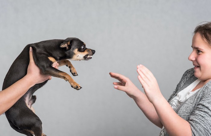 抱えられた威嚇する犬を怖がる女性