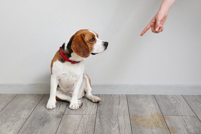 トイレの失敗を怒られた犬