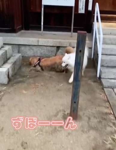 2度目のダイブ!